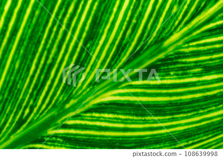 Abstract background soft focus close up macro green tropical tree leaf. Abstract background soft focus close up macro green tropical tree leaf. 108639998