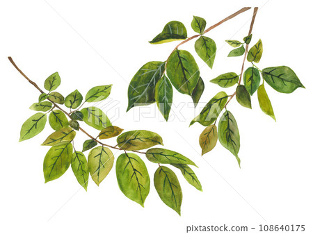 Three tree branches isolated on white Three tree branches isolated on white 108640175