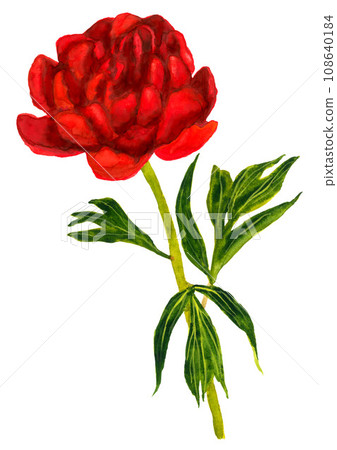 Red hand drawn peony on white 108640184