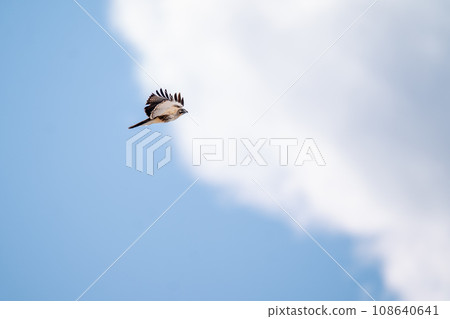 一隻禿鷹在藍天上飛翔尋找獵物 108640641