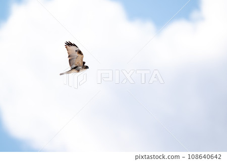 一隻禿鷹在天空的背景下飛翔尋找獵物。 108640642