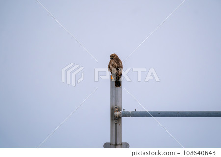 A buzzard resting its wings on a road sign A buzzard resting its wings on a road sign 108640643