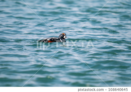 A white duck floating in the waves in the harbor A white duck floating in the waves in the harbor 108640645