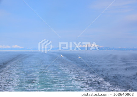 冬天的鄂霍茨克海天鵝 冬天的鄂霍茨克海天鵝 108640908