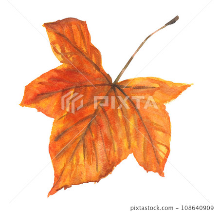 Fallen leaves of plane tree painted in watercolor 231110pix7 Fallen leaves of plane tree painted in watercolor 231110pix7 108640909