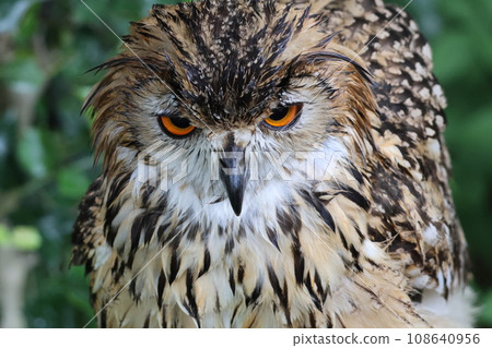 眼睛敏銳的Mizuku 108640956