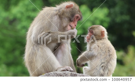 sharp eyes with sharp eyes 108640957