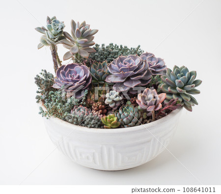 Succulent in white ceramic pot. Echeveria, Graptosedum and Sedum succulent on white background. Succulent in white ceramic pot. Echeveria, Graptosedum and Sedum succulent on white background. 108641011