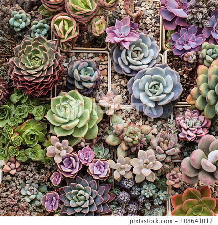 Green, blue and pink succulent flower background. Houseplant in pot. Greenovia, echeveria Green, blue and pink succulent flower background. Houseplant in pot. Greenovia, echeveria 108641012