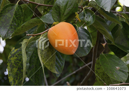 A persimmon on a tree 108641073