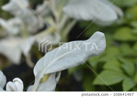 Shining-white ragwort Angel Wings Shining-white ragwort Angel Wings 108641467