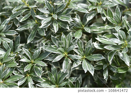 Japanese pieris Little Heath 108641472