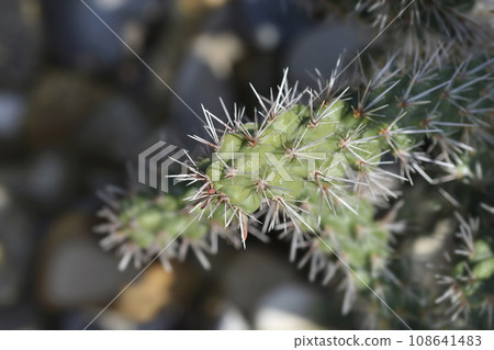 Cane cholla Cane cholla 108641483