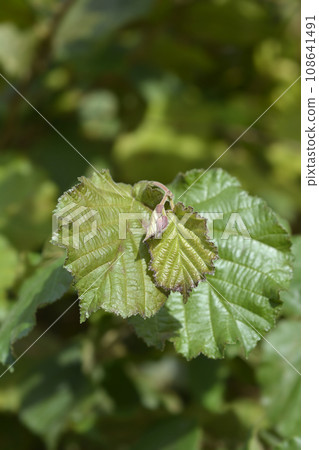 Common hazel Common hazel 108641491