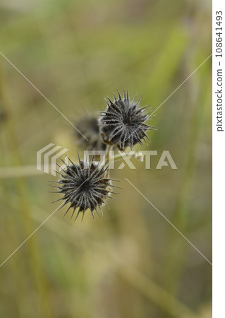 Velvetleaf, Velvetleaf, 108641493