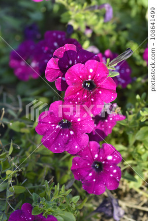 Petunia Electric Purple Sky 108641499