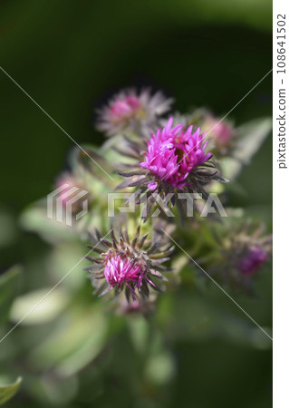 New England aster Vibrant Dome 108641502