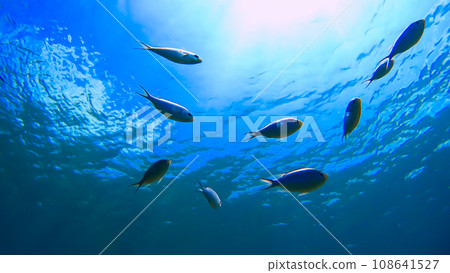 Nishihama Beach underwater photography of Okinawa Akajima 108641527