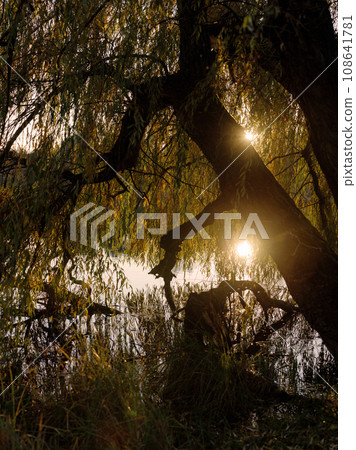 Sun reflection on the water through leaves of big willow tree Sun reflection on the water through leaves of big willow tree 108641781