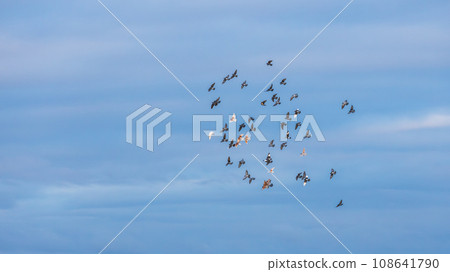 Flock of pigeons flying against overcast sky Flock of pigeons flying against overcast sky 108641790