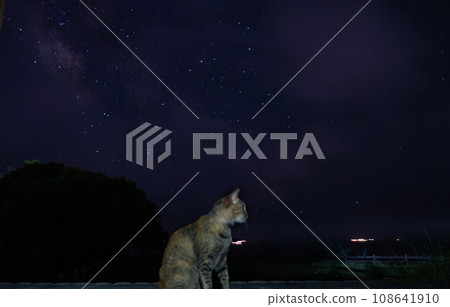 cat and stars 108641910