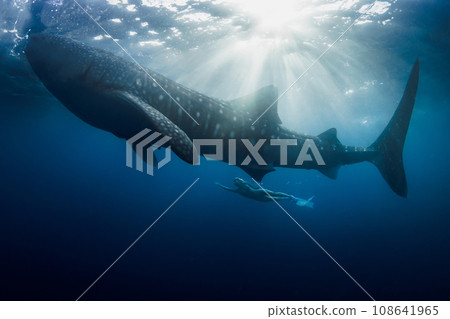 Whale shark and woman in blue ocean with sun rays. 108641965