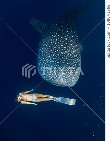 Woman freediving with Whale shark in deep ocean. Giant shark swimming underwater and beautiful lady 108641968