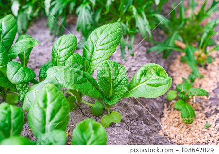 Skipjack tuna in the vegetable garden 108642029