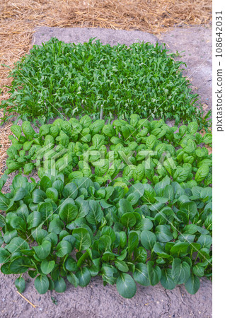 Field leafy vegetables 108642031