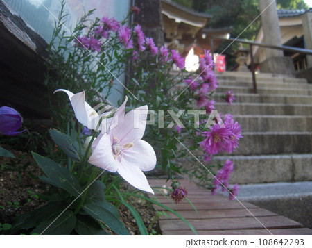 Landscape photo bellflower neat appearance 108642293