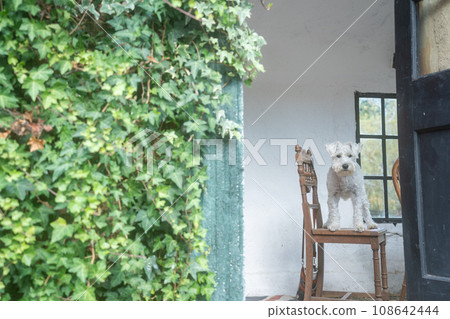A picture of a pet miniature Schnauzer A picture of a pet miniature Schnauzer 108642444