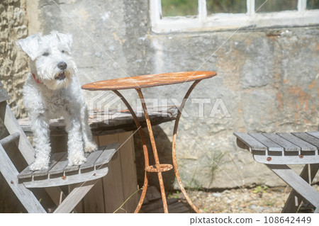 A picture of a pet miniature Schnauzer 108642449