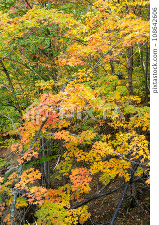 Mountains covered in autumn leaves, Mont-Tremblant, Quebec, Canada 108642606