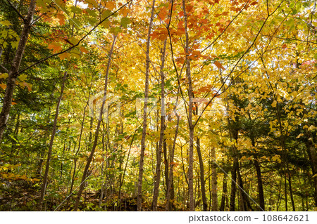 Forest with autumn leaves, Mont-Tremblant, Quebec, Canada 108642621