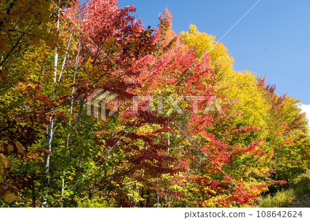 Autumn leaves against the blue sky, Mont-Tremblant, Quebec, Canada 108642624