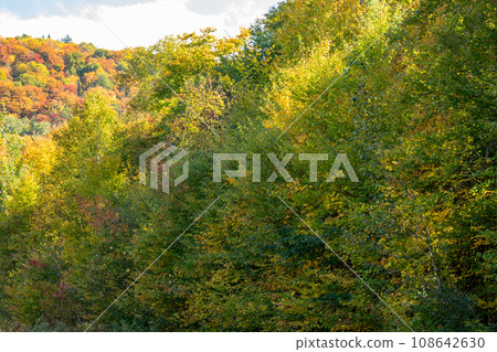 Gradation of yellow and autumn leaves, Mont-Tremblant, Quebec, Canada 108642630