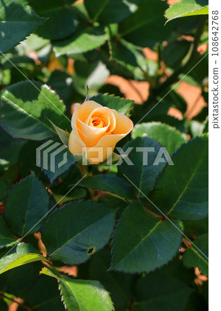 Yellow rose 108642768