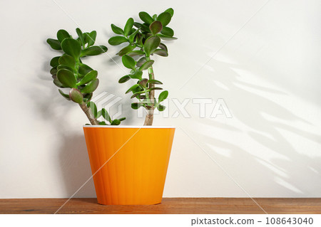 Succulent plant in orange pot. Creative reindeer with green horns in minimal style. Minimalistic home decor,urban jungle Succulent plant in orange pot. Creative reindeer with green horns in minimal style. Minimalistic home decor,urban jungle 108643040
