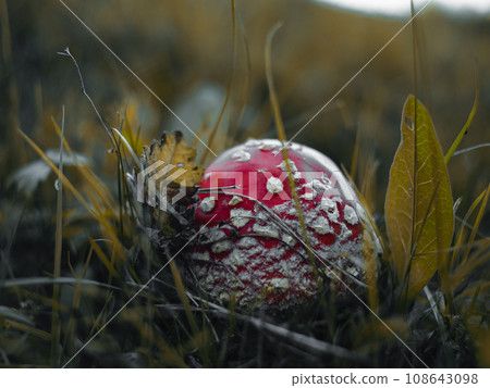 Amanita muscari psychoactive toadstool Fly agaric red-headed hallucinogenic toxic mushroom with white dots autumn forest Amanita muscari psychoactive toadstool Fly agaric red-headed hallucinogenic toxic mushroom with white dots autumn forest 108643098