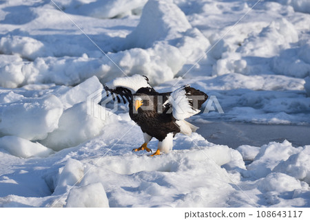 Steller's sea eagle, drift ice of Rausu, Shiretoko peninsula, Hokkaido Steller's sea eagle, drift ice of Rausu, Shiretoko peninsula, Hokkaido 108643117