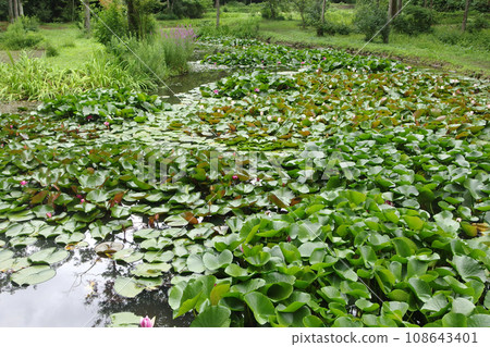 花輪町睡蓮 108643401