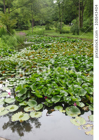 Water lily Water lily 108643404