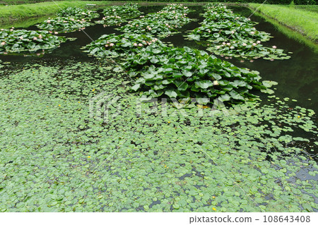 Water lily 108643408