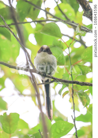 長尾山雀 108643596
