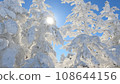 長野縣滑雪場的樹冰 108644156
