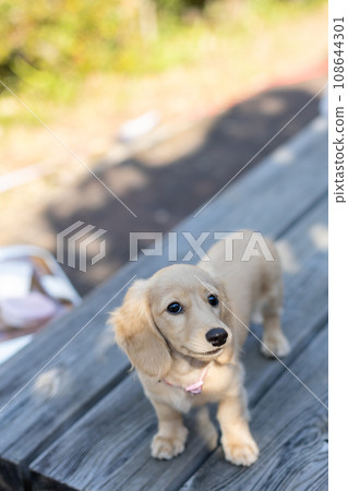 小狗 Kaninhen 臘腸犬在公園玩耍 小狗 Kaninhen 臘腸犬在公園玩耍 108644301