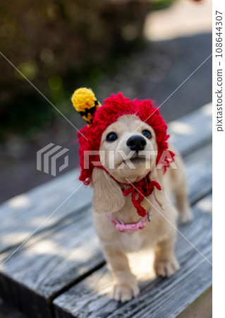 Dachshund Setsubun cosplaying as a demon headgear Dachshund Setsubun cosplaying as a demon headgear 108644307