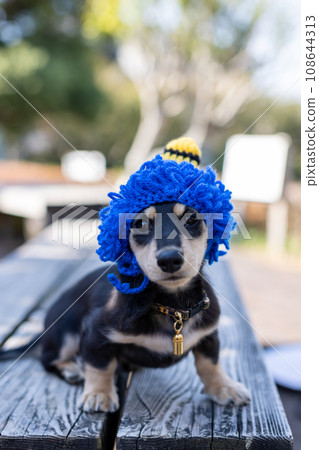 Dachshund Setsubun cosplaying as a demon headgear Dachshund Setsubun cosplaying as a demon headgear 108644313
