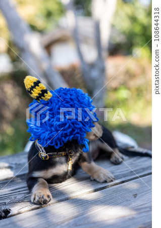 Dachshund Setsubun cosplaying as a demon headgear Dachshund Setsubun cosplaying as a demon headgear 108644318