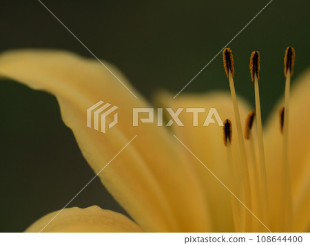十月黃花菜盛開 108644400